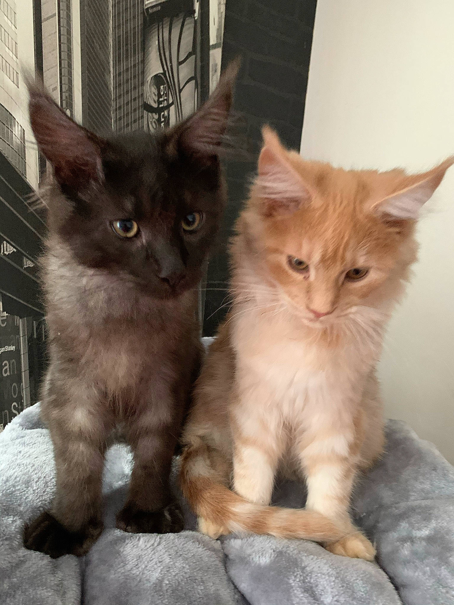 Sayian a rejoint le concours — aidez-le/la à gagner de superbes lots ! building, carnivore, cat, cat_furniture, claw, comfort, domestic_short_haired_cat, fawn, felidae, fur, gesture, paw, photo_caption, sitting, small_to_medium_sized_cats, snout, tail, whiskers, window