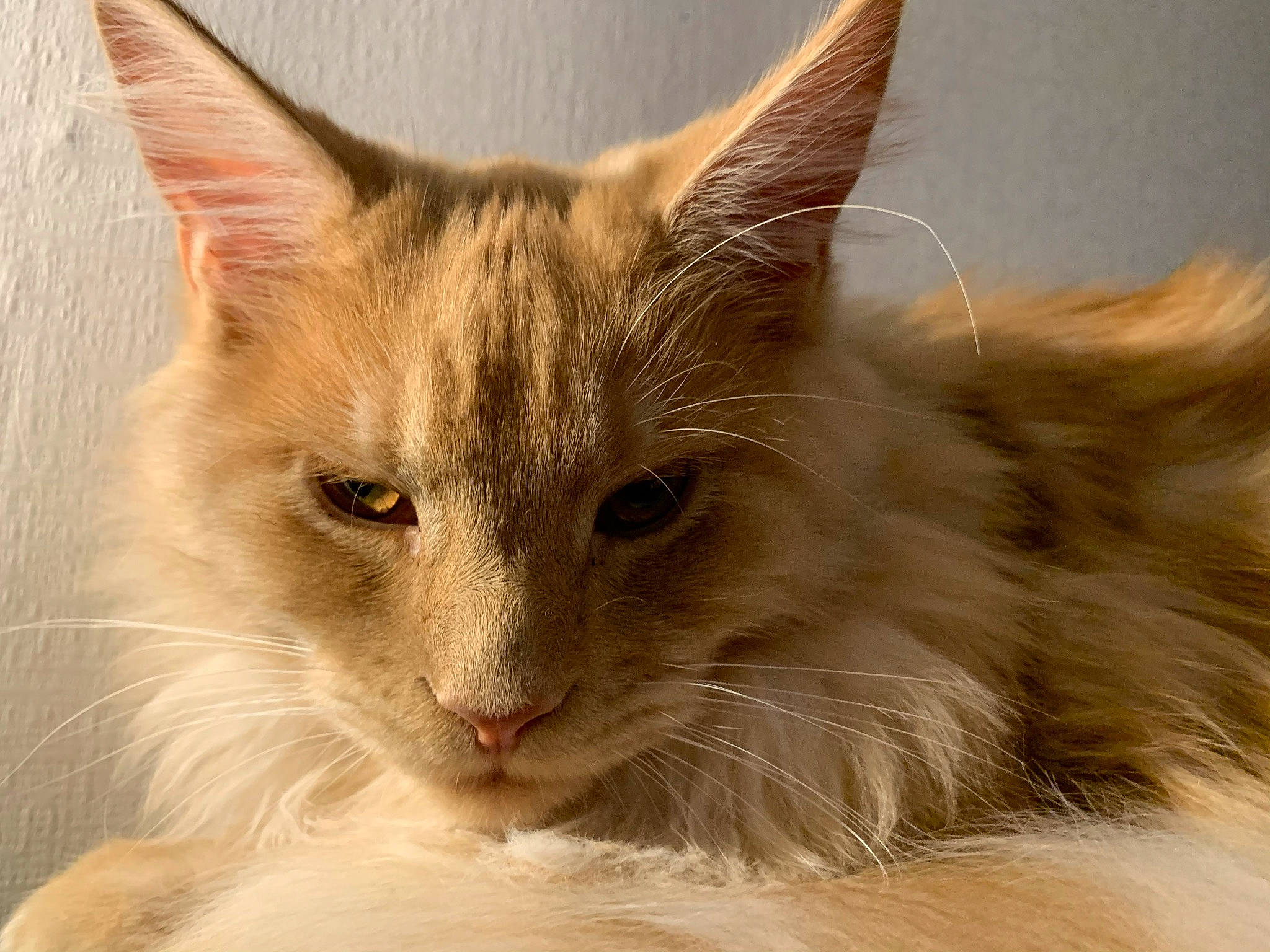 Rocket participe au concours pour gagner de l'argent avec cette photo : carnivore, cat, fawn, felidae, fur, small_to_medium_sized_cats, snout, terrestrial_animal, whiskers, wildlife