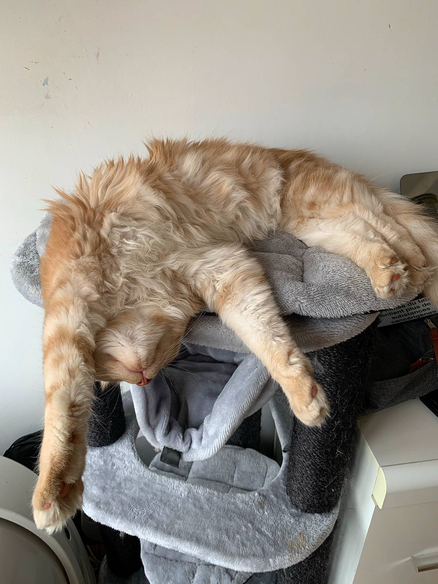 Rocket a rejoint le concours — aidez-le/la à gagner de superbes lots ! baggage, carnivore, cat, cat_supply, claw, comfort, companion_dog, domestic_short_haired_cat, felidae, fur, nap, paw, sitting, sleep, small_to_medium_sized_cats, snout, sporting_group, tail, vehicle, whiskers