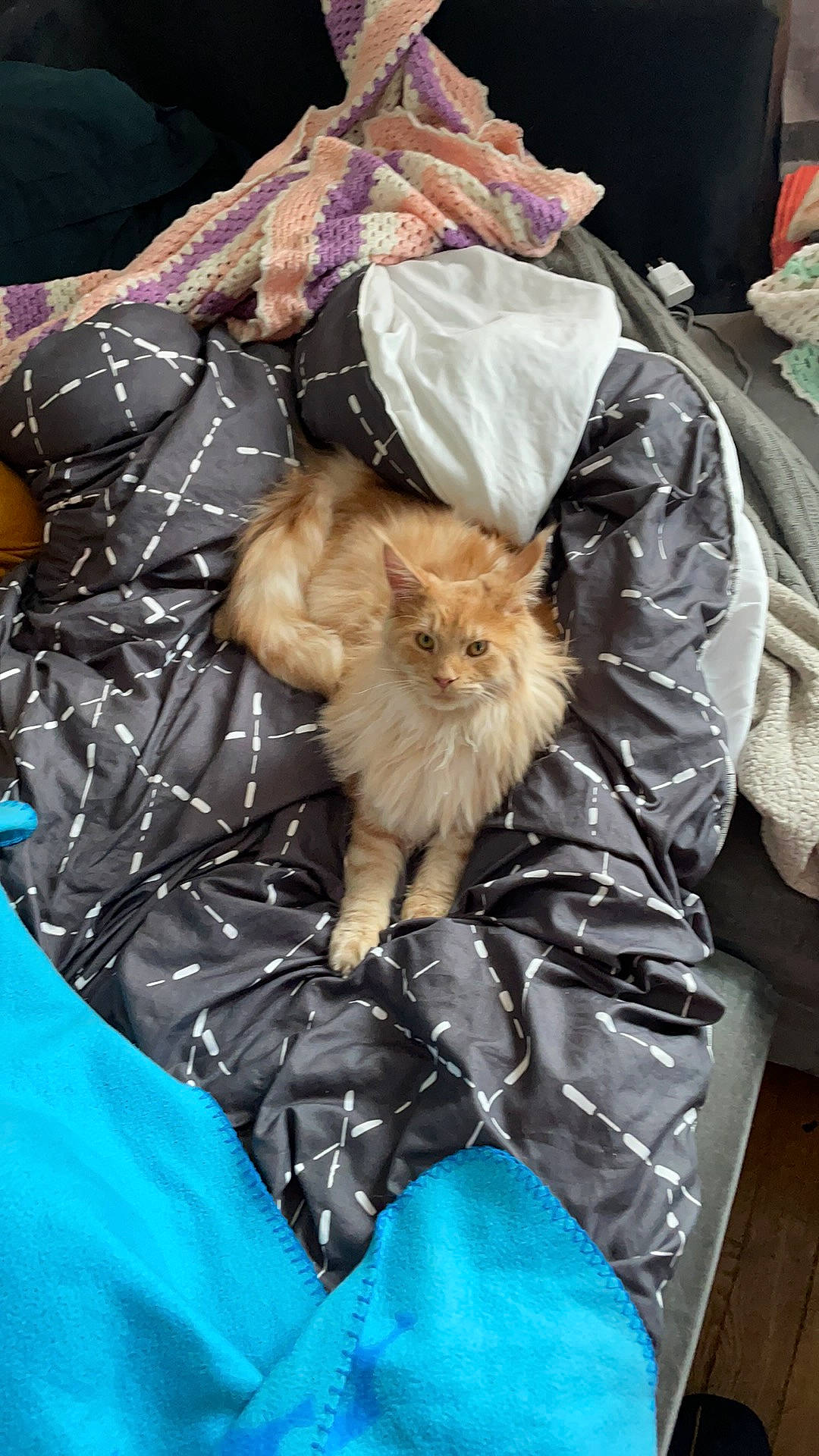 Rocket participe au concours pour gagner de l'argent avec cette photo : bag, baggage, canidae, carnivore, cat, comfort, companion_dog, dog_breed, electric_blue, fashion_accessory, fawn, felidae, fur, liver, luggage_and_bags, plastic_bag, small_to_medium_sized_cats, sporting_group, toy_dog, whiskers