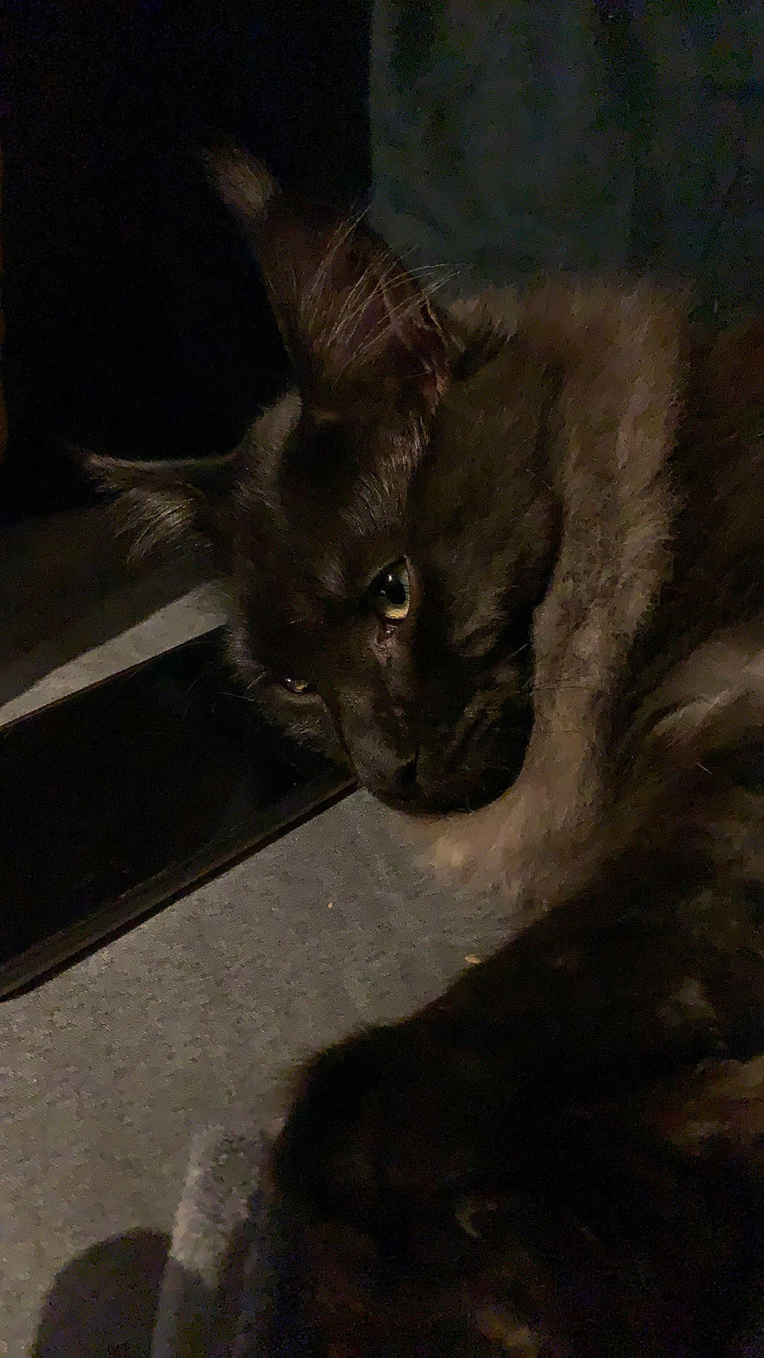 Rocket participe au concours pour gagner de l'argent avec cette photo : art, carnivore, cat, darkness, domestic_short_haired_cat, door, felidae, fur, grey, monochrome_photography, shadow, small_to_medium_sized_cats, snout, tail, terrestrial_animal, tints_and_shades, visual_arts, whiskers, window, wood