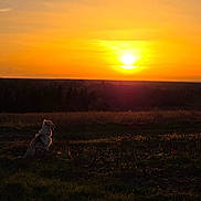 Elvis joined the competition — help win amazing prizes! sunset, dog, field, grass, silhouette, nature, sky, orange_sky, outdoor, peaceful, animal, dawn, evening, sun, landscape, quiet, scenic, sunlight, horizon, tranquil