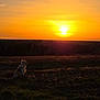 sunset, dog, field, grass, silhouette, nature, sky, orange_sky, outdoor, peaceful, animal, dawn, evening, sun, landscape, quiet, scenic, sunlight, horizon, tranquil