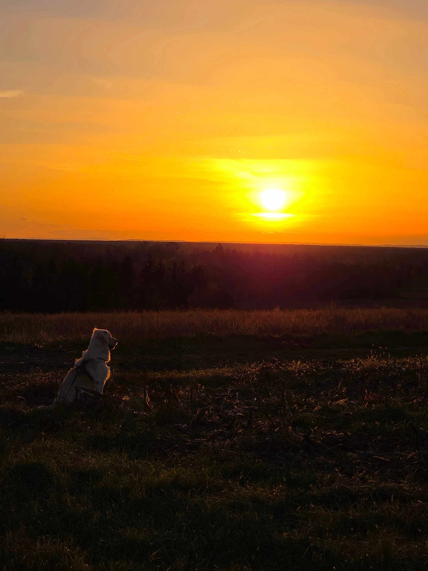 Elvis joined the competition — help win amazing prizes! sunset, dog, field, grass, silhouette, nature, sky, orange_sky, outdoor, peaceful, animal, dawn, evening, sun, landscape, quiet, scenic, sunlight, horizon, tranquil