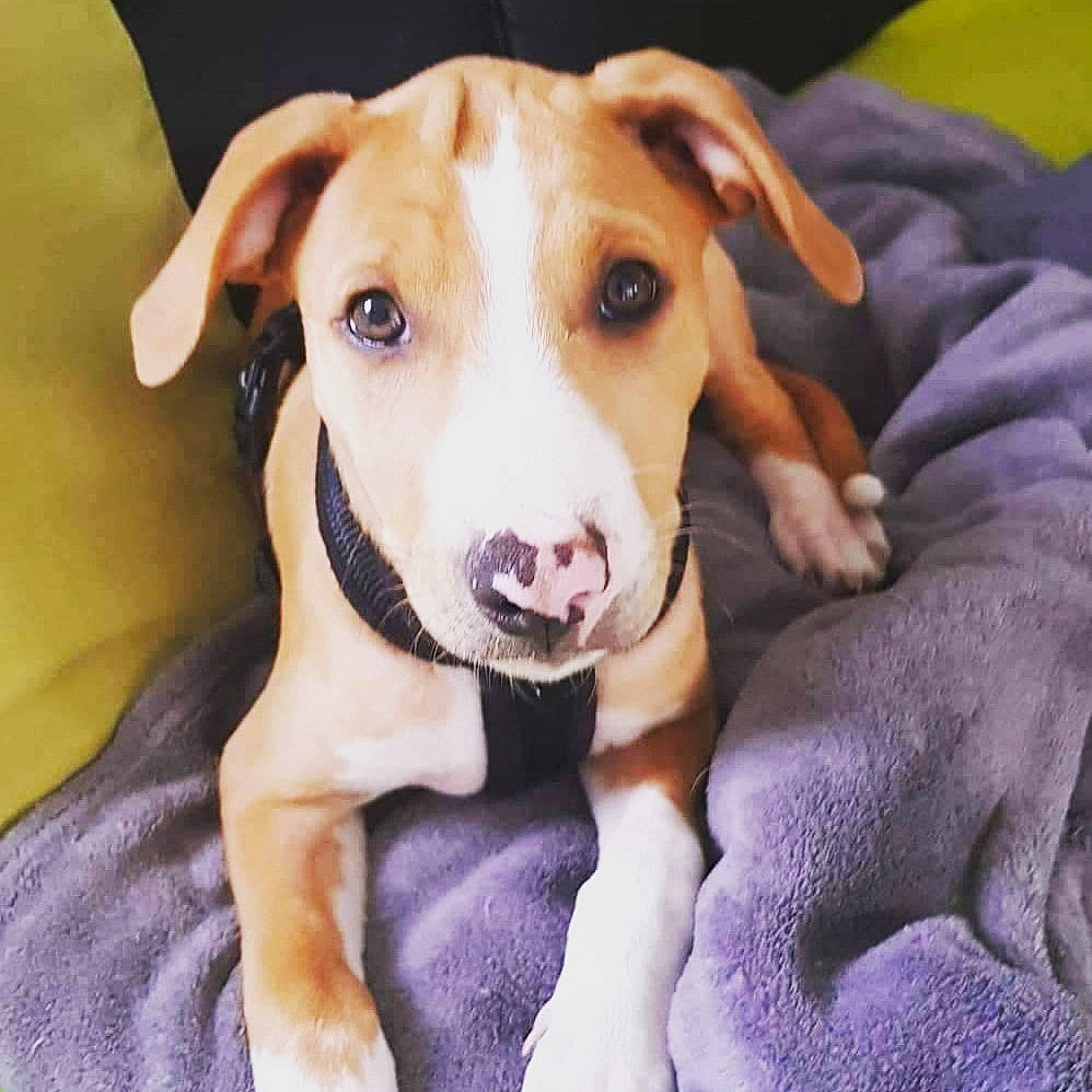 Rêveur a rejoint le concours — aidez-le/la à gagner de superbes lots ! canidae, carnivore, collar, comfort, companion_dog, dog, dog_breed, dog_collar, dog_supply, ear, fawn, fur, happy, paw, pet_supply, smile, snout, sporting_group, whiskers, working_animal