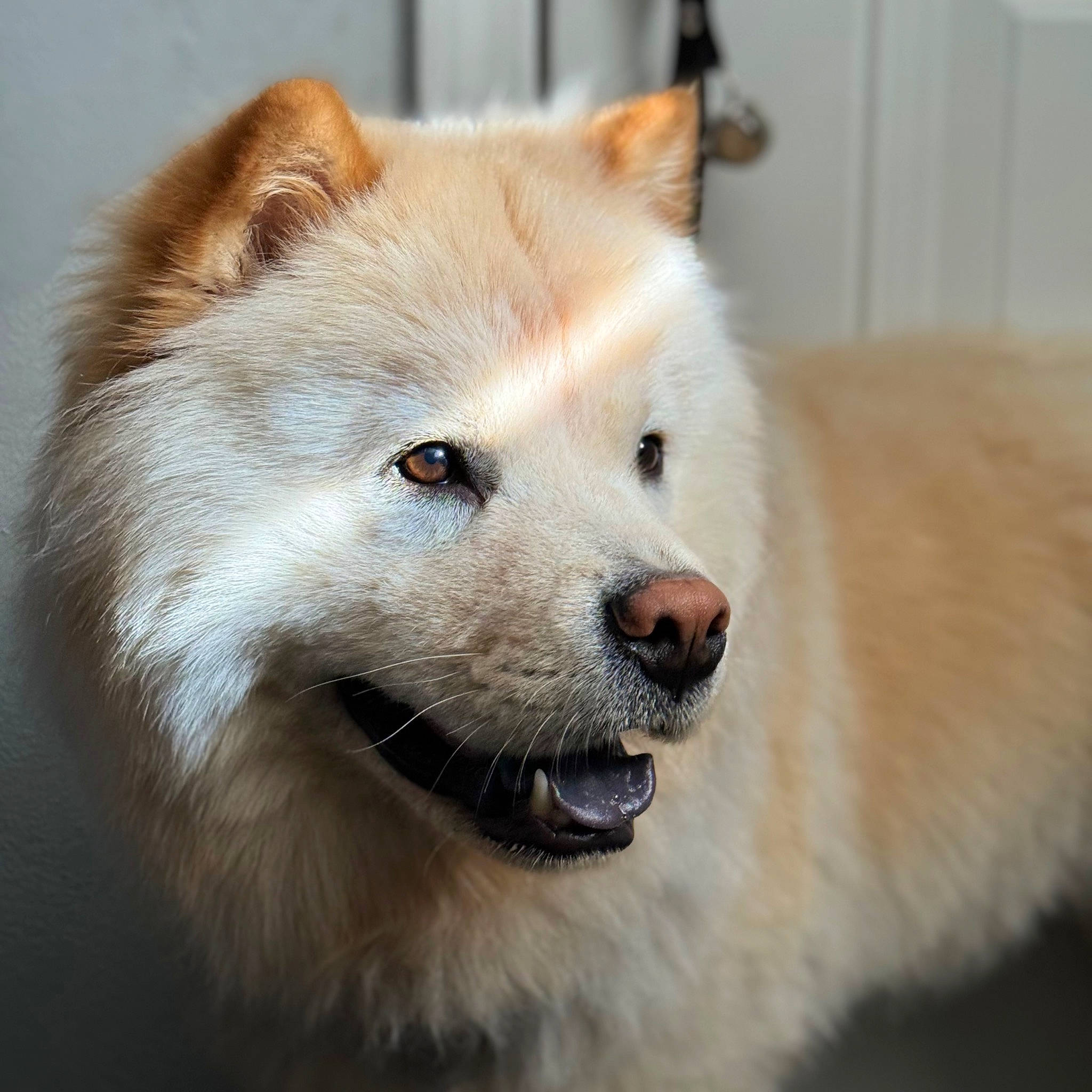 Kratos joined the competition — help win amazing prizes! ancient_dog_breeds, canidae, canis, carnivore, companion_dog, dog, dog_breed, fawn, fur, german_spitz_mittel, non_sporting_group, snout, spitz, sporting_group, terrestrial_animal, volpino_italiano, whiskers, working_animal, working_dog