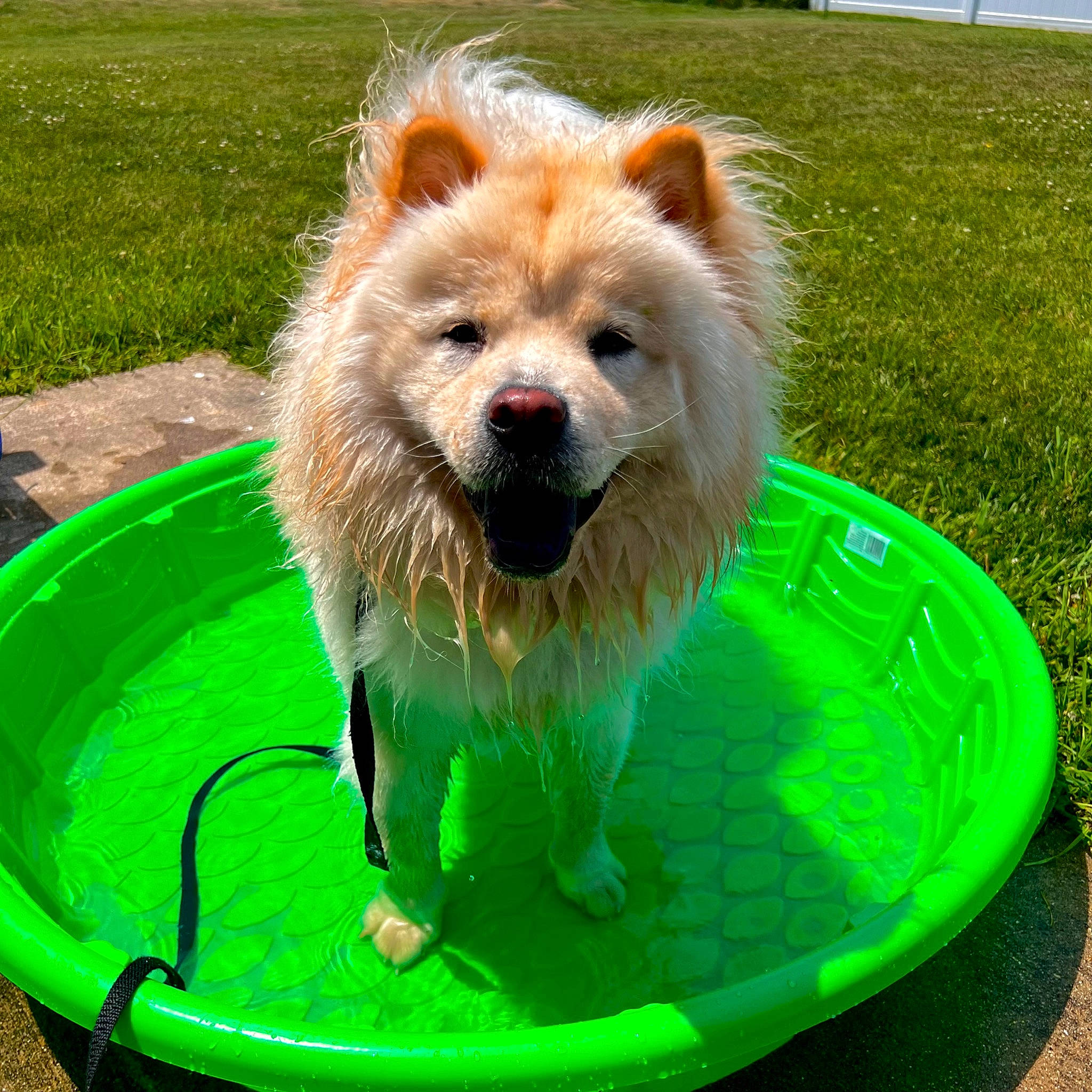 Kratos joined the competition — help win amazing prizes! ancient_dog_breeds, canidae, carnivore, collar, companion_dog, dog, dog_breed, dog_supply, fawn, fur, german_spitz_klein, grass, green, snout, spitz, sporting_group, tail, water, windscreen_wiper, working_animal