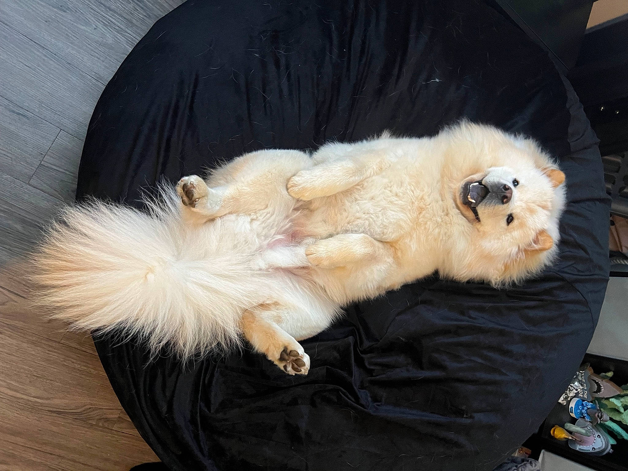 Kratos joined the competition — help win amazing prizes! canidae, carnivore, claw, comfort, companion_dog, dog, dog_breed, fawn, felidae, fur, paw, small_to_medium_sized_cats, snout, spitz, sporting_group, stuffed_toy, tail, toy, toy_dog, whiskers