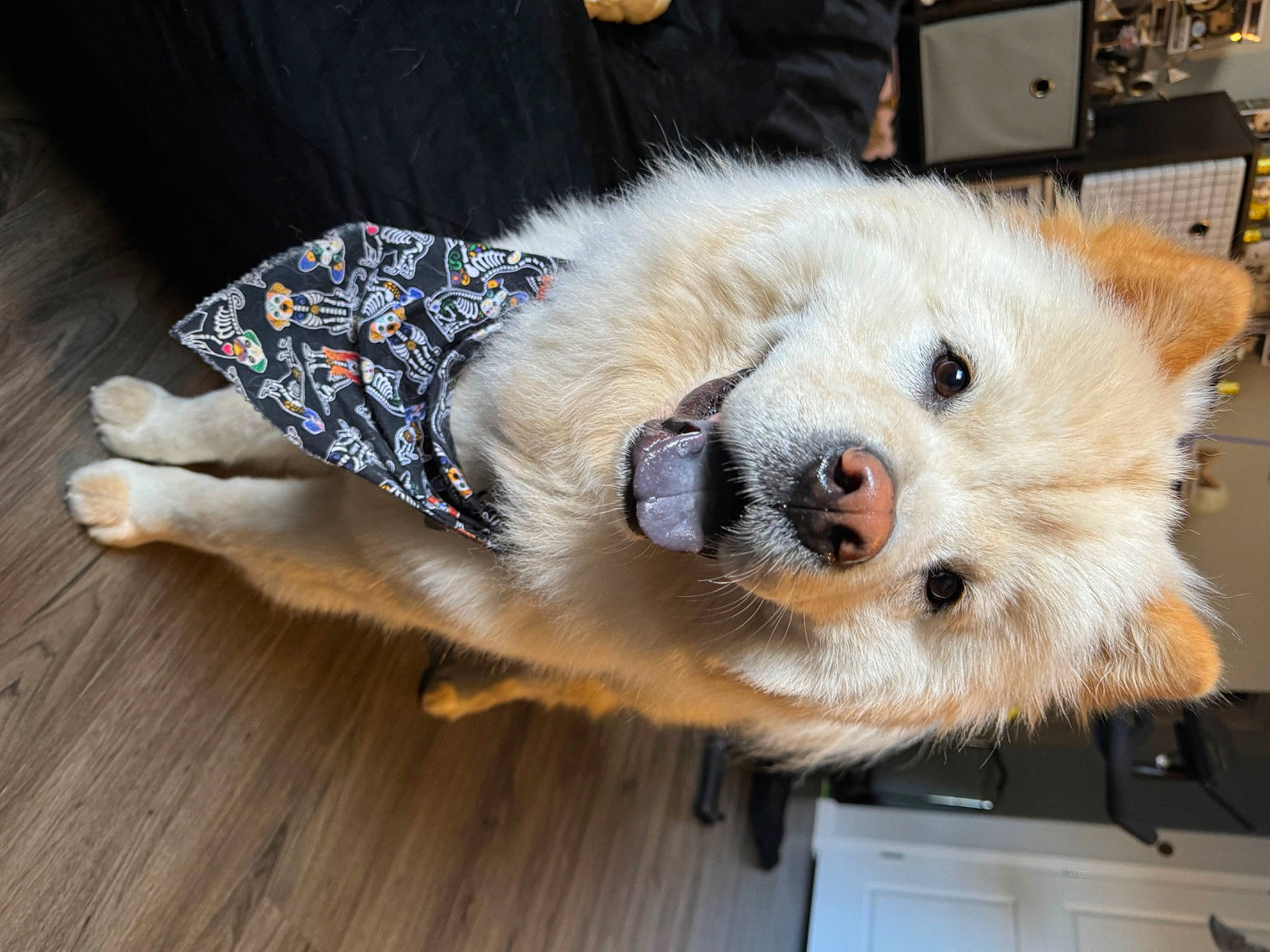 Kratos joined the competition — help win amazing prizes! bear, canidae, carnivore, claw, collar, companion_dog, dog, dog_breed, flooring, fur, hardwood, paw, snout, sporting_group, stuffed_toy, terrestrial_animal, toy, whiskers, wood, wood_flooring