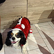 Mowgli a rejoint le concours — aidez-le/la à gagner de superbes lots ! animal, black_and_white_dog, companion, costume, cute, dog, domestic_animal, floor, happy, indoor, ladybug_costume, long_ears, pet, playful, red_costume, shadow, small_dog, tile_floor, tongue_out, wooden_cabinet