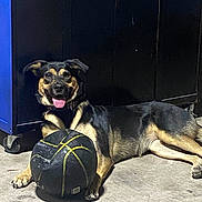 Negra joined the competition — help win amazing prizes! animal, basketball, black, brown, cabinet, canine, concrete_floor, dog, domestic, floor, guarding, happy, indoor, paw, pet, playful, resting, side_view, tongue_out, toy