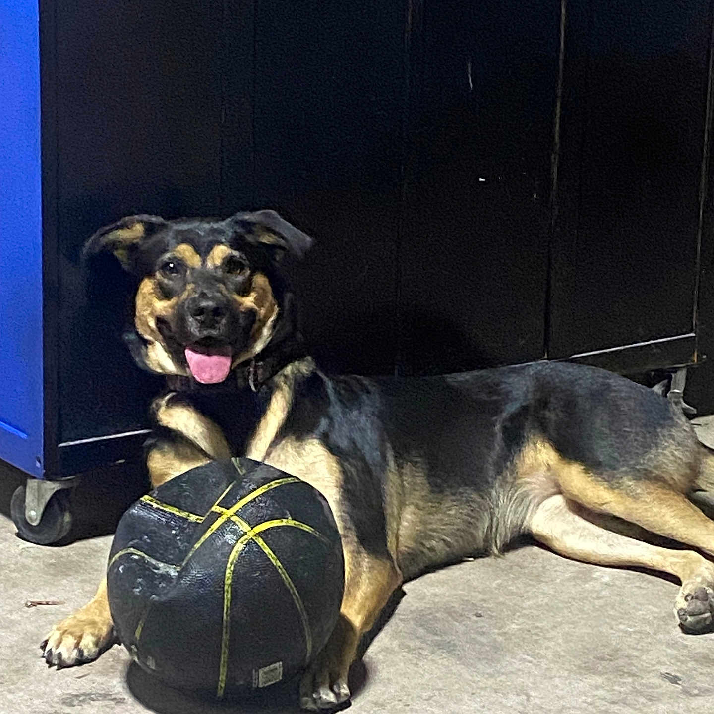 Negra joined the competition — help win amazing prizes! animal, basketball, black, brown, cabinet, canine, concrete_floor, dog, domestic, floor, guarding, happy, indoor, paw, pet, playful, resting, side_view, tongue_out, toy