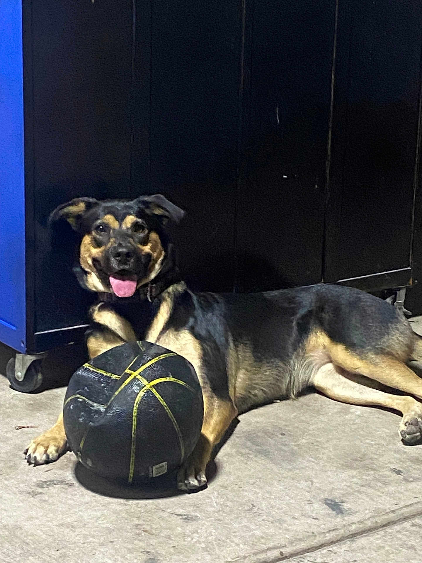 Negra joined the competition — help win amazing prizes! animal, basketball, black, brown, cabinet, canine, concrete_floor, dog, domestic, floor, guarding, happy, indoor, paw, pet, playful, resting, side_view, tongue_out, toy