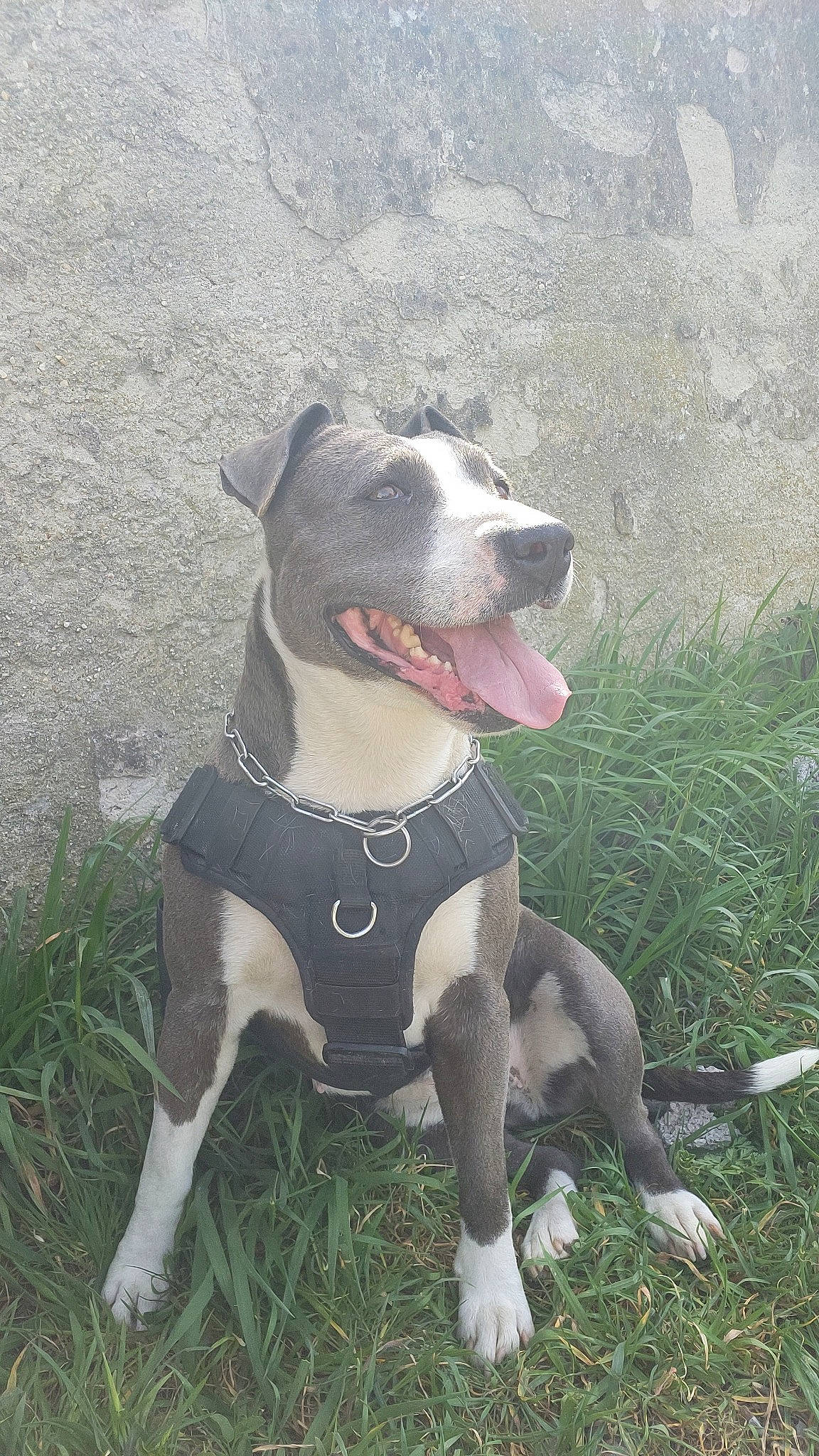 Nouchka participe au concours pour gagner de l'argent avec cette photo : carnivore, collar, companion_dog, dog, dog_breed, dog_collar, dog_supply, grass, hunting_dog, non_sporting_group, pet_supply, plant, sporting_group, whiskers, working_animal