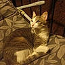 animal, calm, cat, chair, cushion, ears, face, feline, fur, metal, night, outdoor, pattern, pet, railing, relaxed, shadow, sitting, tail, whiskers