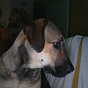 Gin Fizz participe au concours pour gagner de l'argent avec cette photo : dog, pet, indoor, close_up, brown_fur, side_profile, animal, canine, domestic, furniture, plant, quiet, calm, portrait, looking_away, soft_light, shadow, ears, snout, background