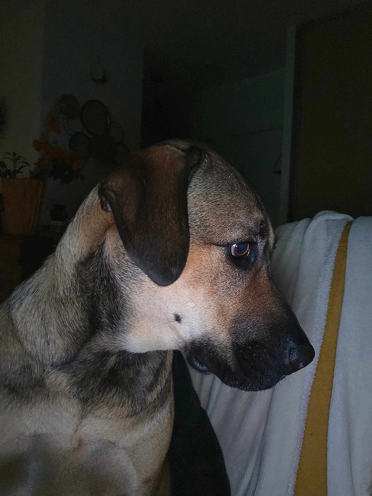 Gin Fizz participe au concours pour gagner de l'argent avec cette photo : dog, pet, indoor, close_up, brown_fur, side_profile, animal, canine, domestic, furniture, plant, quiet, calm, portrait, looking_away, soft_light, shadow, ears, snout, background