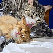 Tutus And Jojo joined the competition — help win amazing prizes! affection, animal, bed, blanket, cat, closeup, companion, cute, domestic_animal, ears, fur, grey_cat, indoor, licking, orange_cat, pet, relaxing, sleepy, tabby_cat, whiskers