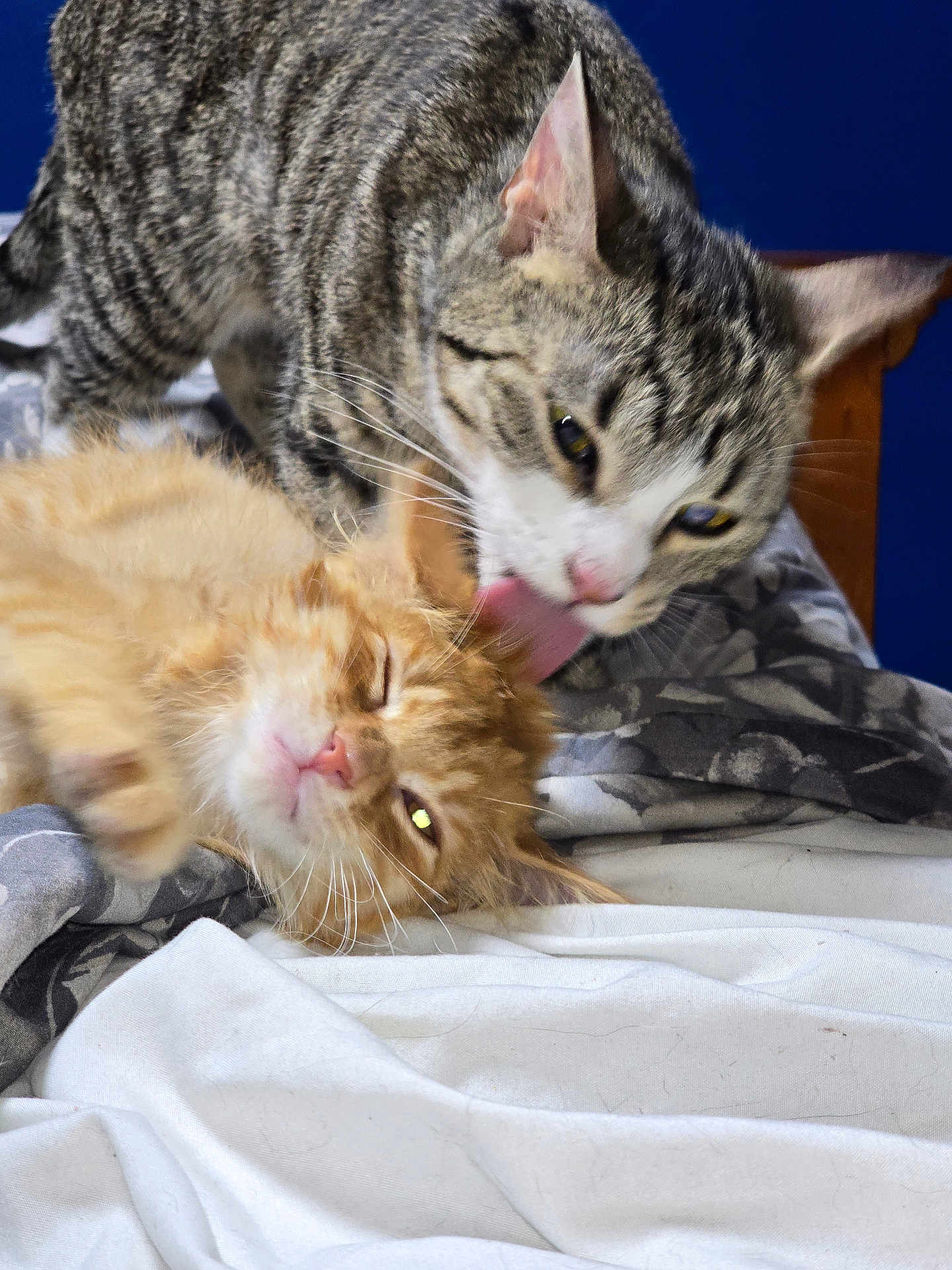 Tutus And Jojo joined the competition — help win amazing prizes! affection, animal, bed, blanket, cat, closeup, companion, cute, domestic_animal, ears, fur, grey_cat, indoor, licking, orange_cat, pet, relaxing, sleepy, tabby_cat, whiskers