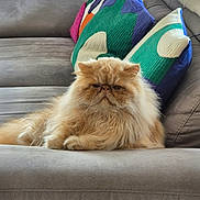 Vasco participe au concours pour gagner de l'argent avec cette photo : cat, persian_cat, fluffy, sofa, couch, indoor, pet, animal, feline, relaxed, pillow, home, fur, cute, resting, whiskers, orange_cat, cozy, domestic, lazy