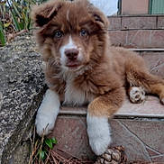 Aaron participe au concours pour gagner de l'argent avec cette photo : puppy, dog, brown, white, fluffy, outdoor, steps, stone, pine_cone, pine_needles, curious, young_dog, animal, nature, pet, canine, resting, close_up, fur, ears