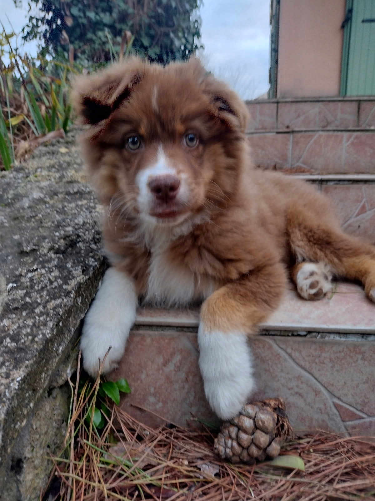 Aaron participe au concours pour gagner de l'argent avec cette photo : puppy, dog, brown, white, fluffy, outdoor, steps, stone, pine_cone, pine_needles, curious, young_dog, animal, nature, pet, canine, resting, close_up, fur, ears