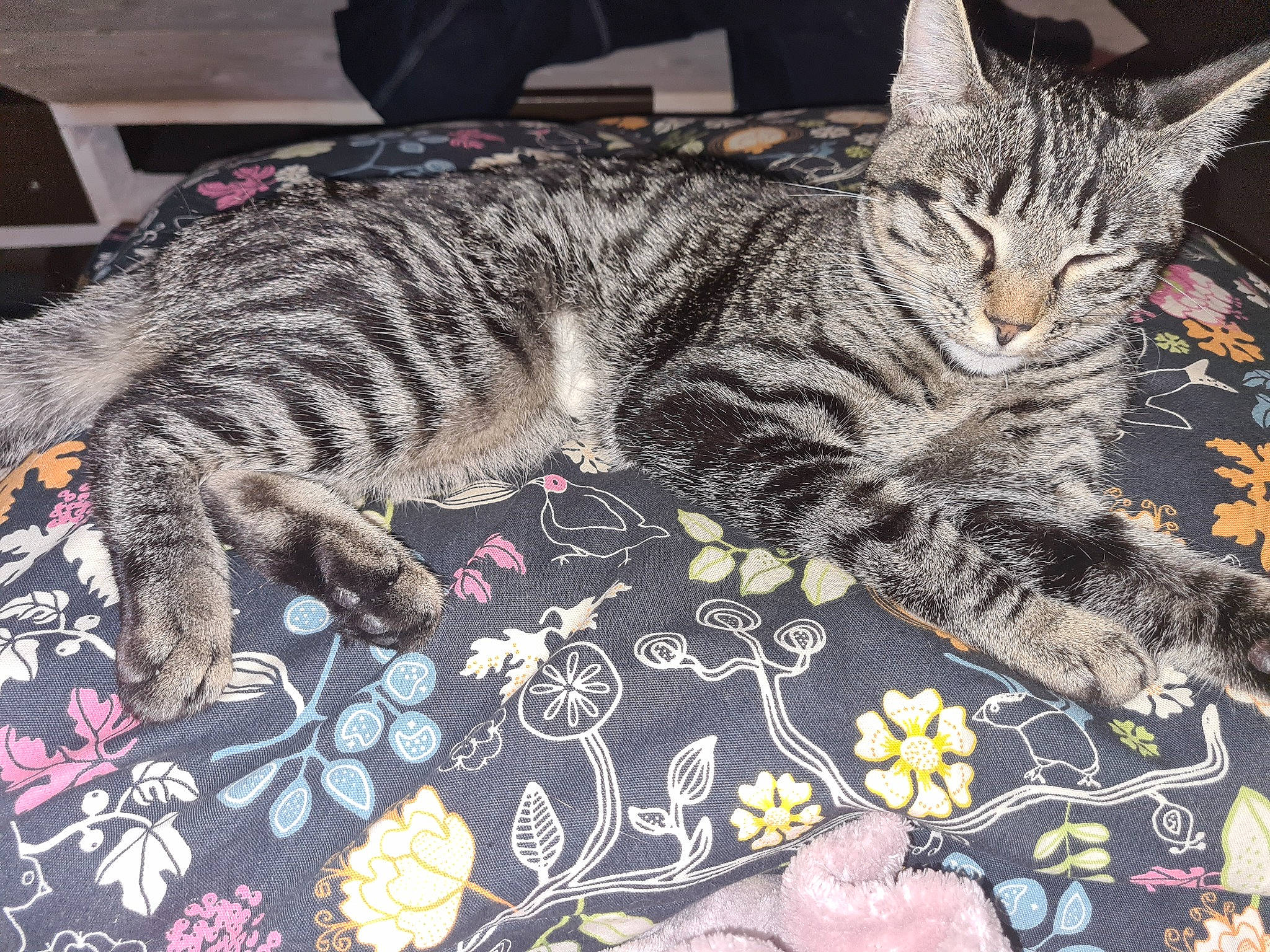 Milssy a rejoint le concours — aidez-le/la à gagner de superbes lots ! carnivore, cat, claw, comfort, domestic_short_haired_cat, felidae, flooring, fur, nap, pattern, paw, small_to_medium_sized_cats, snout, tail, terrestrial_animal, whiskers