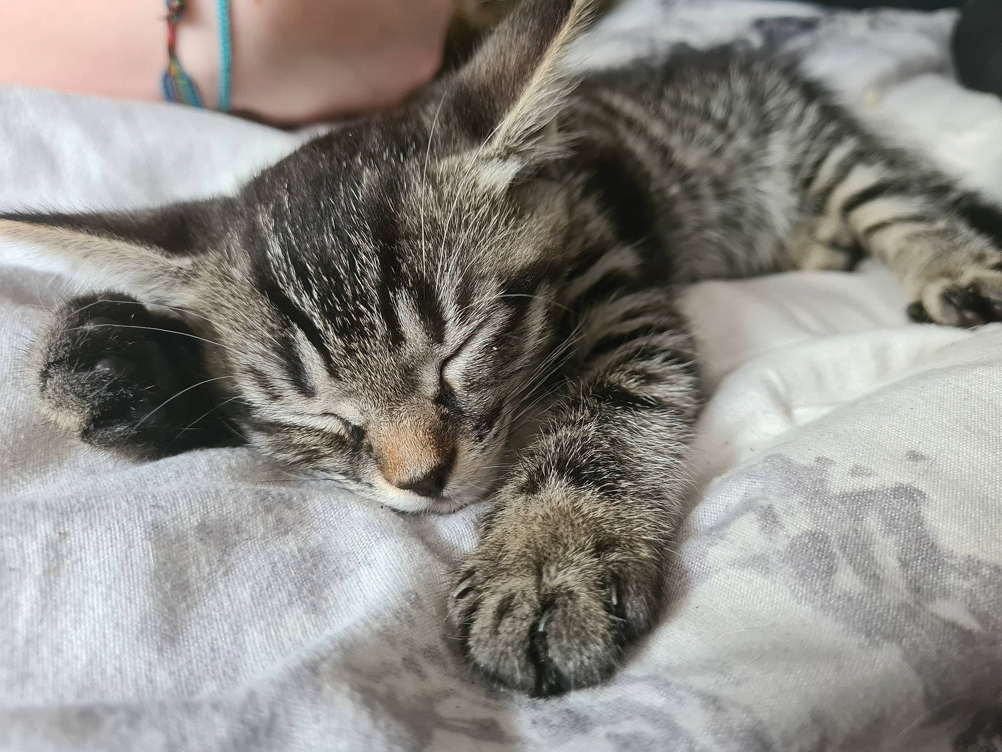 Milssy participe au concours pour gagner de l'argent avec cette photo : carnivore, cat, claw, comfort, domestic_short_haired_cat, felidae, fur, linens, nap, paw, sleep, small_to_medium_sized_cats, snout, tail, whiskers, wildlife