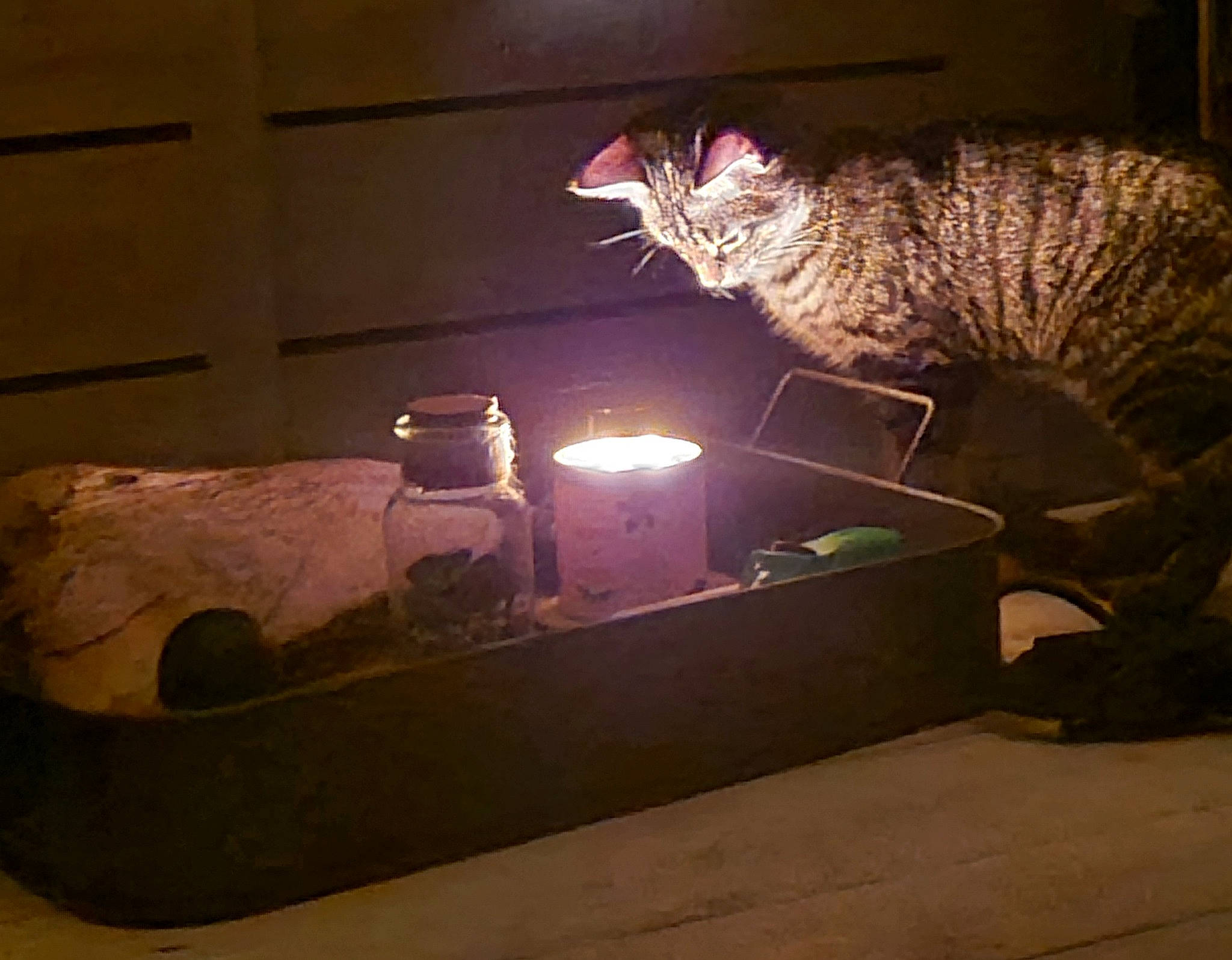 Milssy a rejoint le concours — aidez-le/la à gagner de superbes lots ! art, cat, couch, domestic_short_haired_cat, felidae, fur, gas, heat, houseplant, metal, night, room, small_to_medium_sized_cats, table, tail, terrestrial_animal, tints_and_shades, whiskers, window, wood