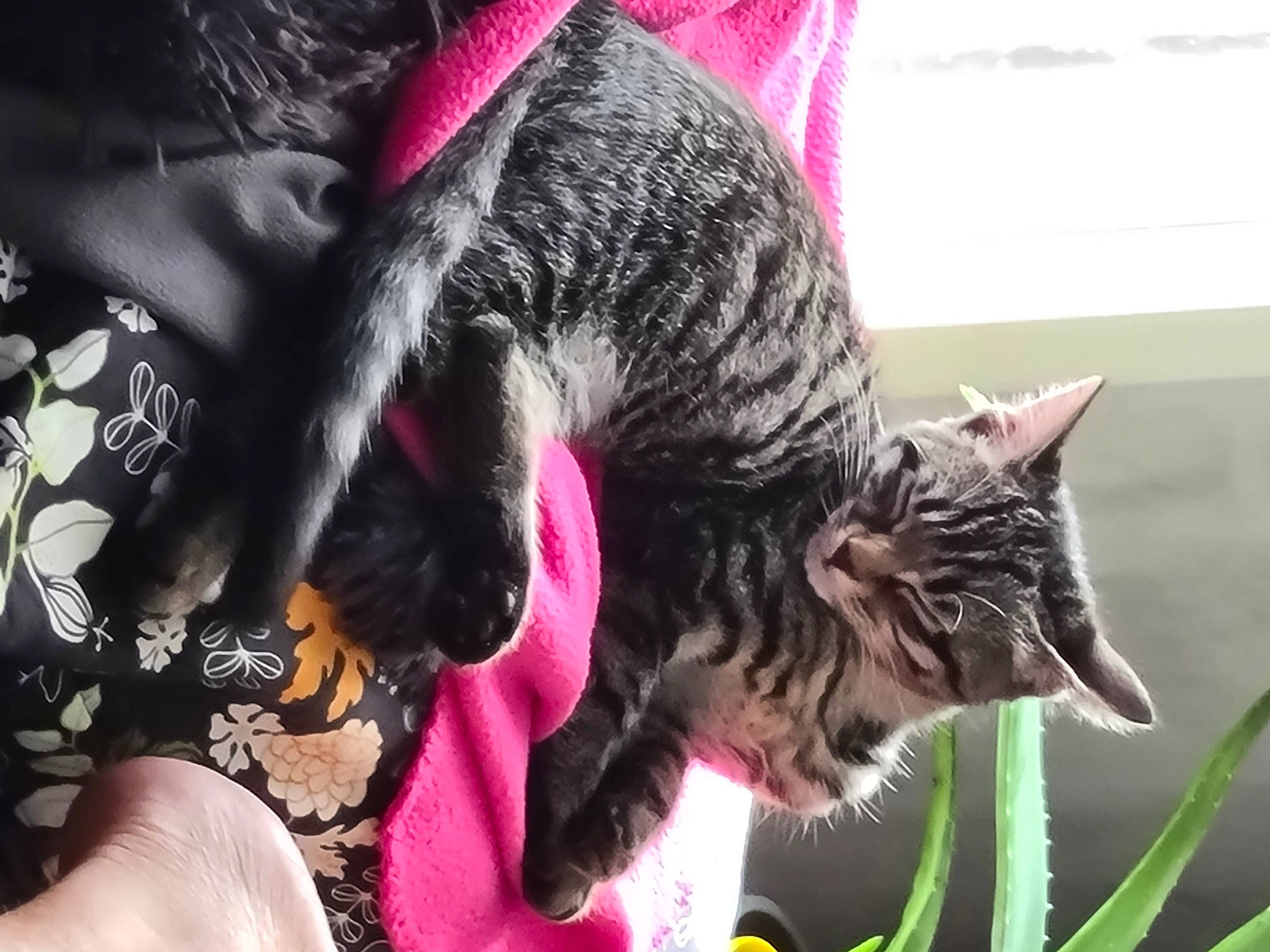 Milssy a rejoint le concours — aidez-le/la à gagner de superbes lots ! carnivore, cat, claw, collar, domestic_short_haired_cat, felidae, fur, grass, magenta, mammal, paw, plant, small_to_medium_sized_cats, snout, tail, whiskers