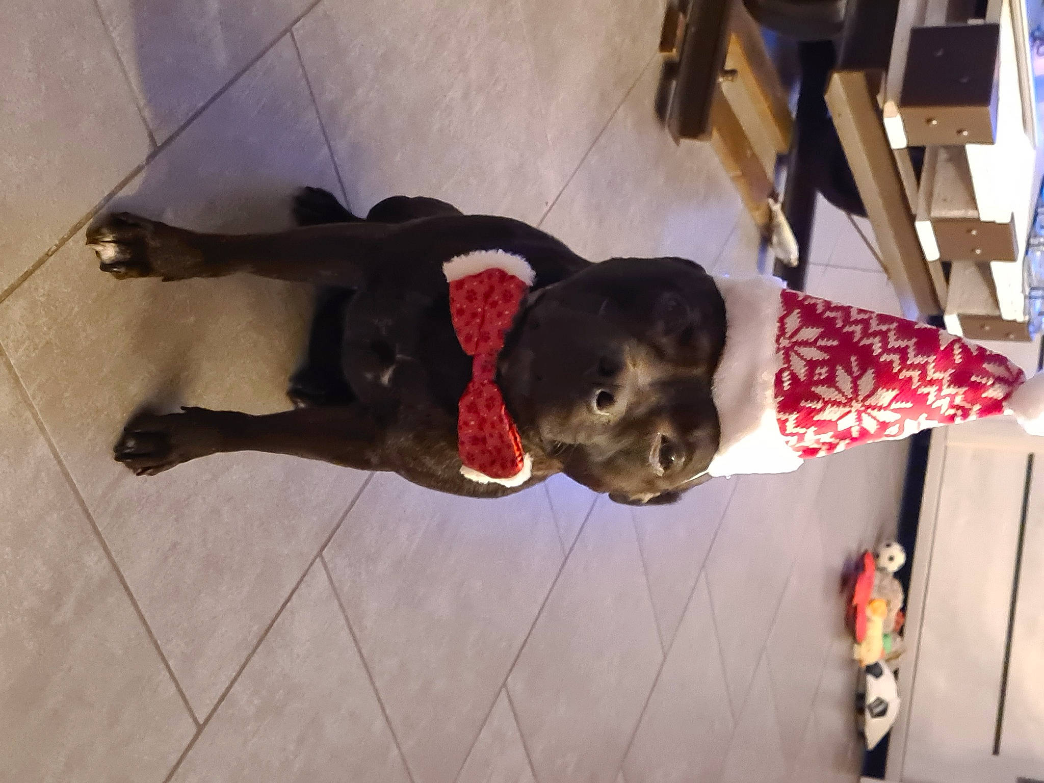 Never a rejoint le concours — aidez-le/la à gagner de superbes lots ! canidae, child, companion_dog, dog_breed, fawn, flooring, fun, fur, hardwood, non_sporting_group, room, snout, sporting_group, sunglasses, tail, tree, wood, working_animal