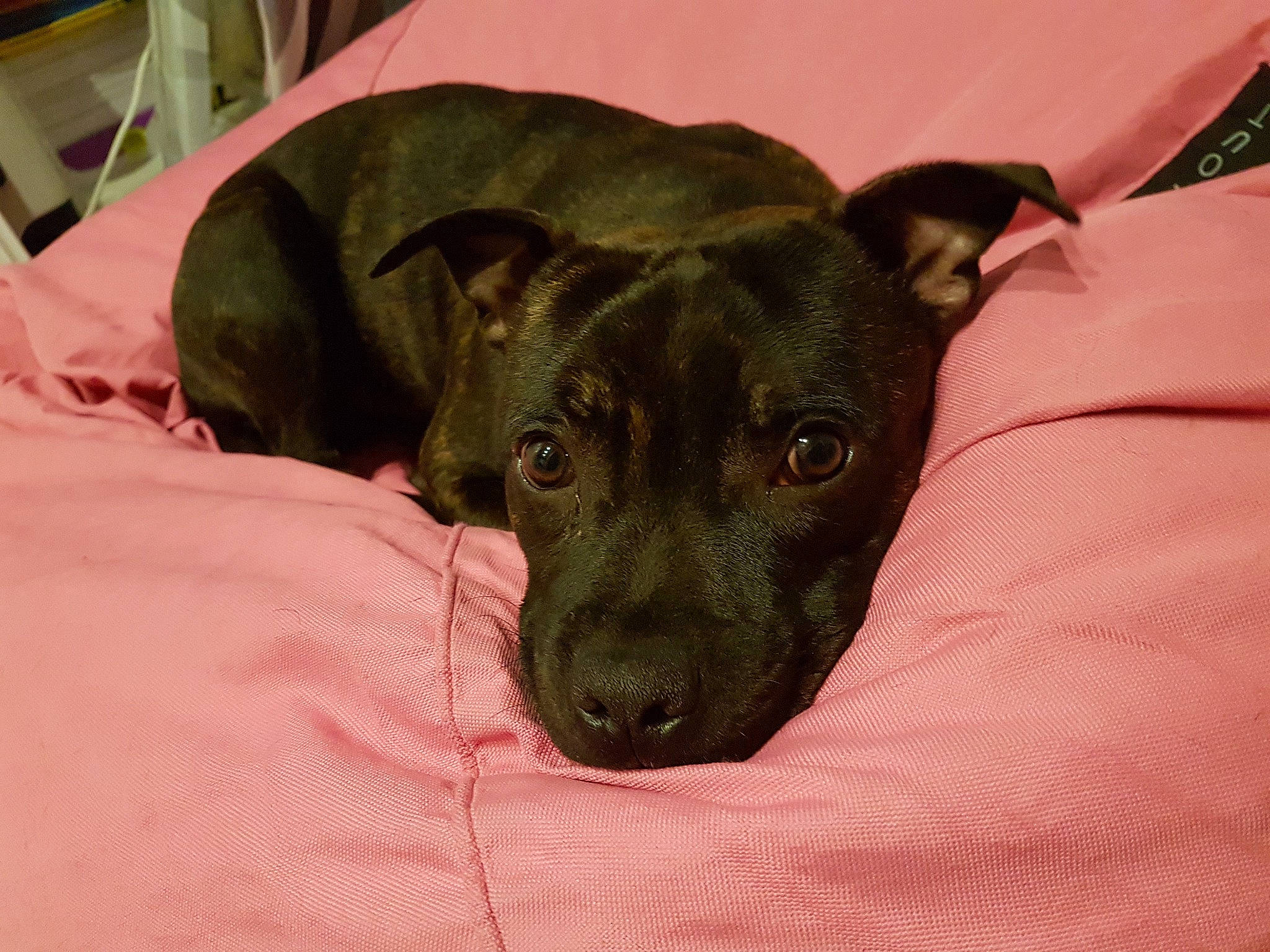 Never a rejoint le concours — aidez-le/la à gagner de superbes lots ! borador, canidae, carnivore, comfort, companion_dog, dog, dog_breed, fawn, guard_dog, non_sporting_group, puppy, snout, sporting_group, terrestrial_animal, whiskers, working_animal