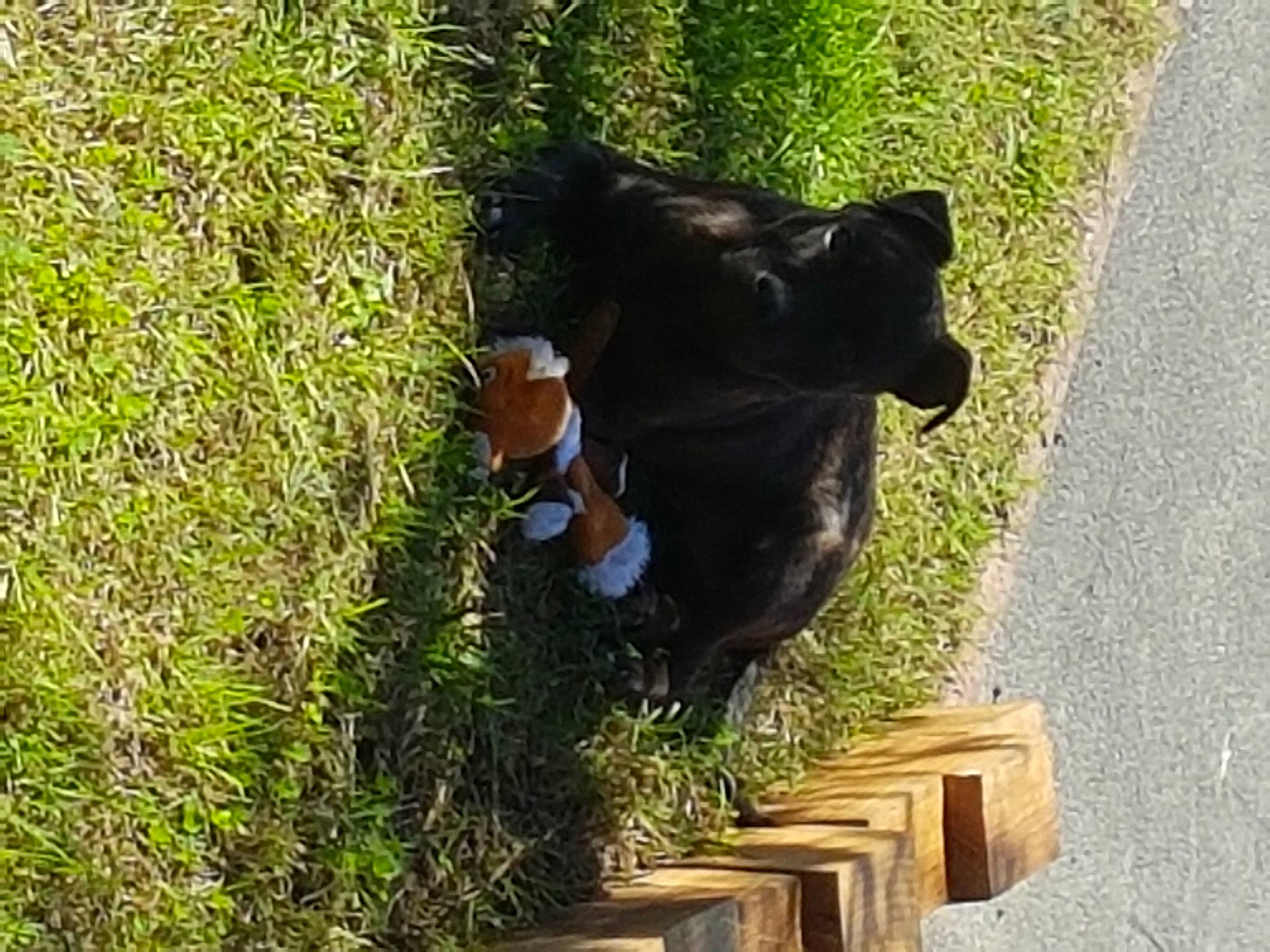 Never participe au concours pour gagner de l'argent avec cette photo : canidae, carnivore, companion_dog, dog, dog_breed, fawn, felidae, fur, grass, grass_family, groundcover, human_leg, plant, shrub, snout, sporting_group, tail, terrestrial_animal, wood, working_animal