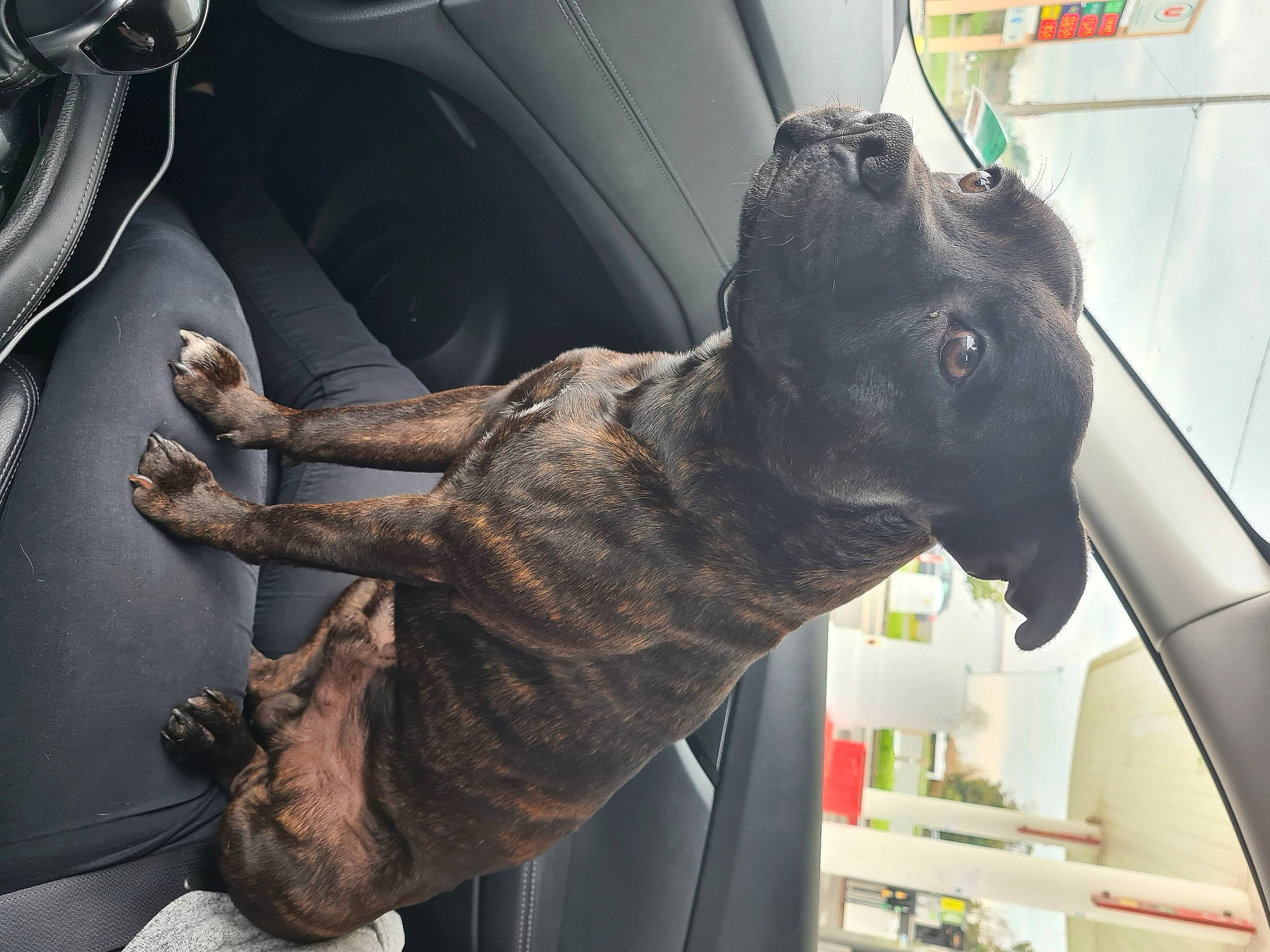 Never a rejoint le concours — aidez-le/la à gagner de superbes lots ! auto_part, canidae, car, carnivore, collar, companion_dog, dog, dog_breed, dog_collar, door_handle, fur, gesture, giant_dog_breed, guard_dog, liver, snout, sporting_group, vehicle, vehicle_door, working_animal