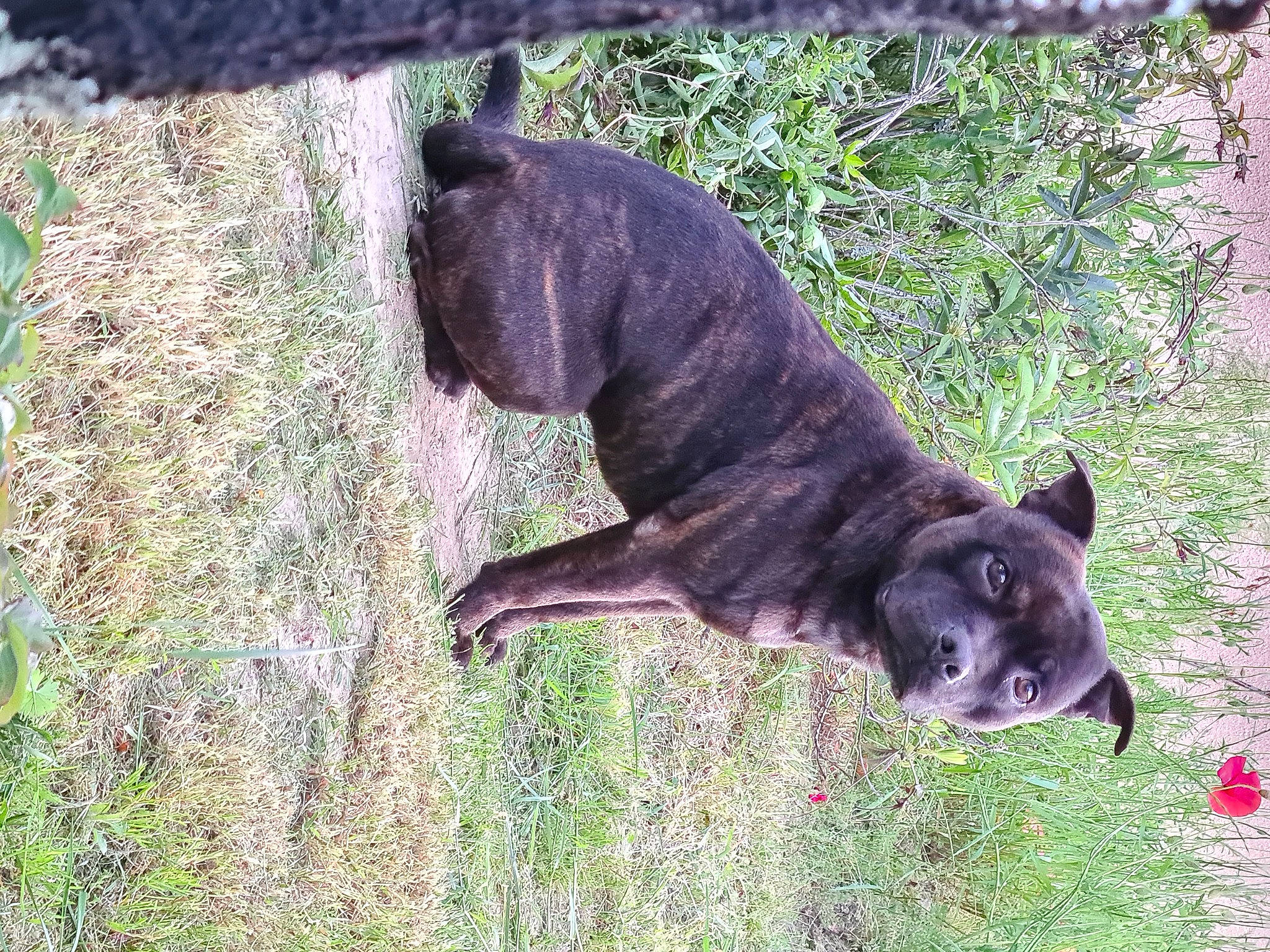 Never a rejoint le concours — aidez-le/la à gagner de superbes lots ! biting, canidae, canis, carnivore, dog, dog_breed, fawn, grass, groundcover, liver, non_sporting_group, plant, snout, sporting_group, tail, terrestrial_animal, treeing_tennessee_brindle, wildlife, working_animal, working_dog