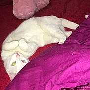 Juste a rejoint le concours — aidez-le/la à gagner de superbes lots ! carnivoran, cat, cat_like_mammal, fur, kitten, magenta, mammal, nap, paw, pink, purple, skin, small_to_medium_sized_cats, textile, vertebrate, whiskers, white