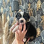 Ares a rejoint le concours — aidez-le/la à gagner de superbes lots ! puppy, dog, hands, holding, indoor, wallpaper, pattern, leafy, pampas_grass, decor, cute, fluffy, pet, animal, young, black, white, brown, portrait, closeup
