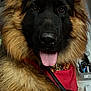 dog, german_shepherd, tongue_out, red_bandana, fluffy_fur, indoor, pet, canine, animal, portrait, close_up, ears_up, brown_fur, black_fur, cute, friendly, muzzle, nose, eyes, household