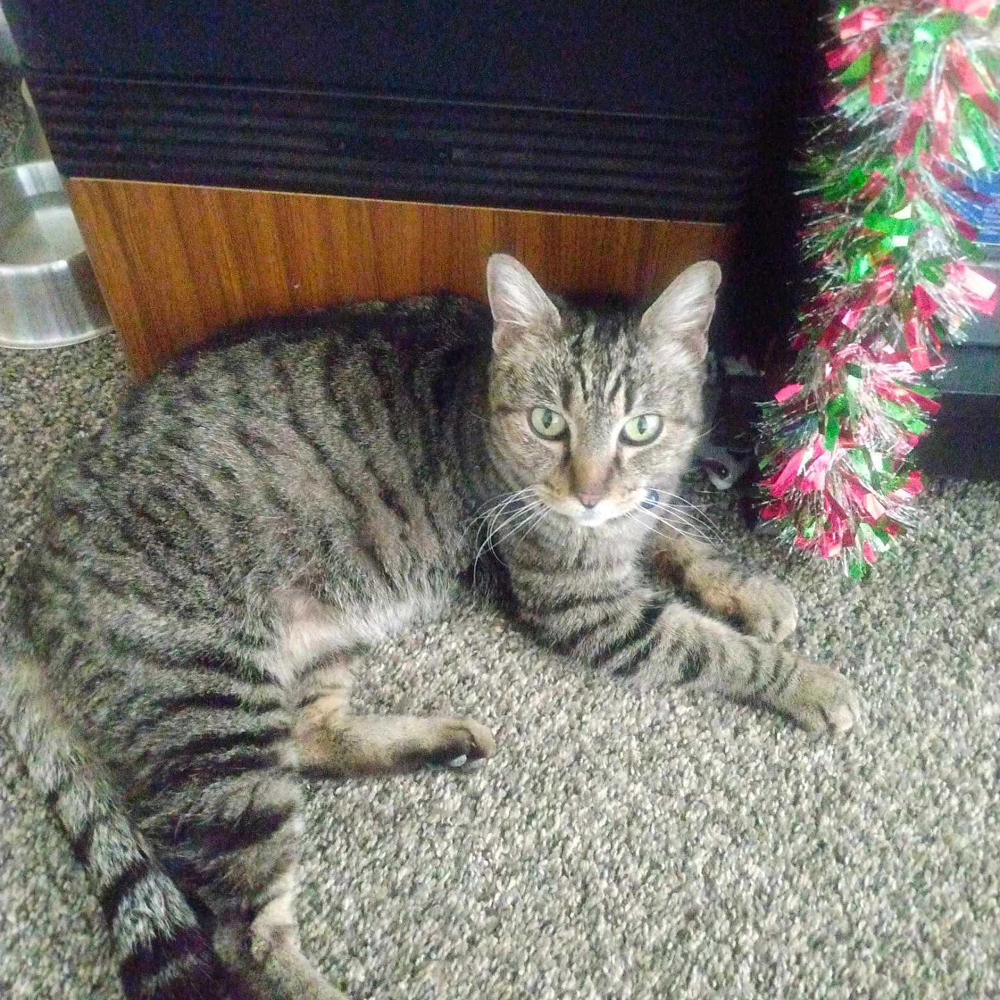 Stella