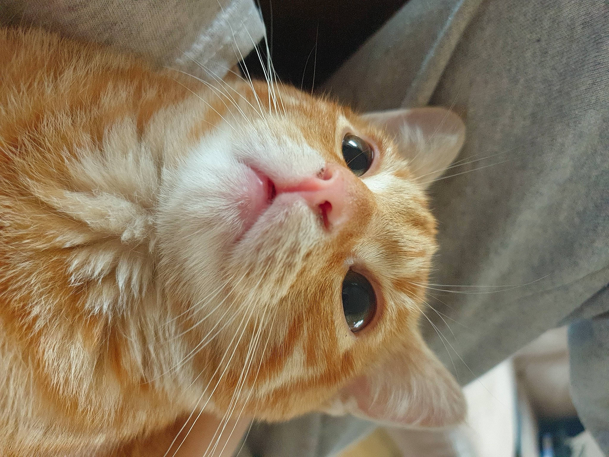 Mini participe au concours pour gagner de l'argent avec cette photo : carnivore, cat, claw, close_up, domestic_short_haired_cat, ear, fang, fawn, felidae, fur, mammal, paw, small_to_medium_sized_cats, snout, terrestrial_animal, whiskers