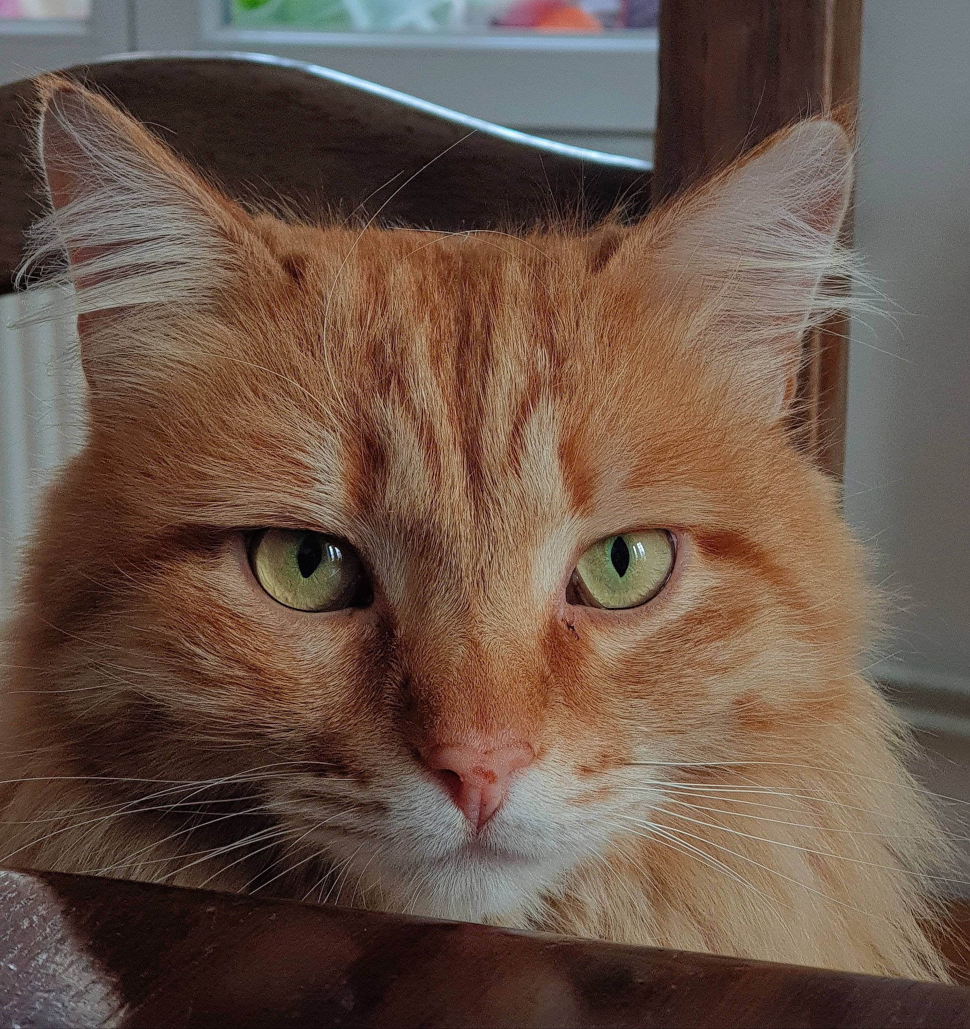 Monya participe au concours pour gagner de l'argent avec cette photo : carnivore, cat, cat_supply, domestic_short_haired_cat, ear, eye, fawn, felidae, fur, head, pet_supply, rectangle, small_to_medium_sized_cats, snout, whiskers, window, wood