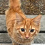 cat, kitten, ginger, orange_fur, whiskers, outdoor, wooden_planks, curious, animal, pet, close_up, young_cat, feline, nature, fur, tail, eyes, portrait, walking, daylight