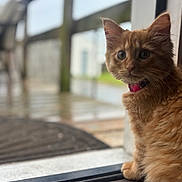 Kitty is registered to the contest to win money with this photo: kitten, orange_cat, collar, curious, indoor, doorframe, wooden_floor, pet, animal, feline, young_cat, closeup, fur, sitting, looking, domestic_cat, cute, soft_light, blurred_background, window