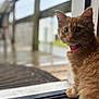 kitten, orange_cat, collar, curious, indoor, doorframe, wooden_floor, pet, animal, feline, young_cat, closeup, fur, sitting, looking, domestic_cat, cute, soft_light, blurred_background, window