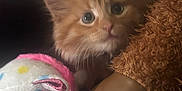 Kitty is registered to the contest to win money with this photo: kitten, cat, orange_cat, plush_toy, unicorn, stuffed_animal, hat, woven_hat, close_up, cute, pet, furry, toy, indoor, soft_toys, animal_face, cozy, domestic_cat, young_cat, whiskers
