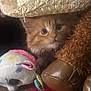 kitten, cat, orange_cat, plush_toy, unicorn, stuffed_animal, hat, woven_hat, close_up, cute, pet, furry, toy, indoor, soft_toys, animal_face, cozy, domestic_cat, young_cat, whiskers