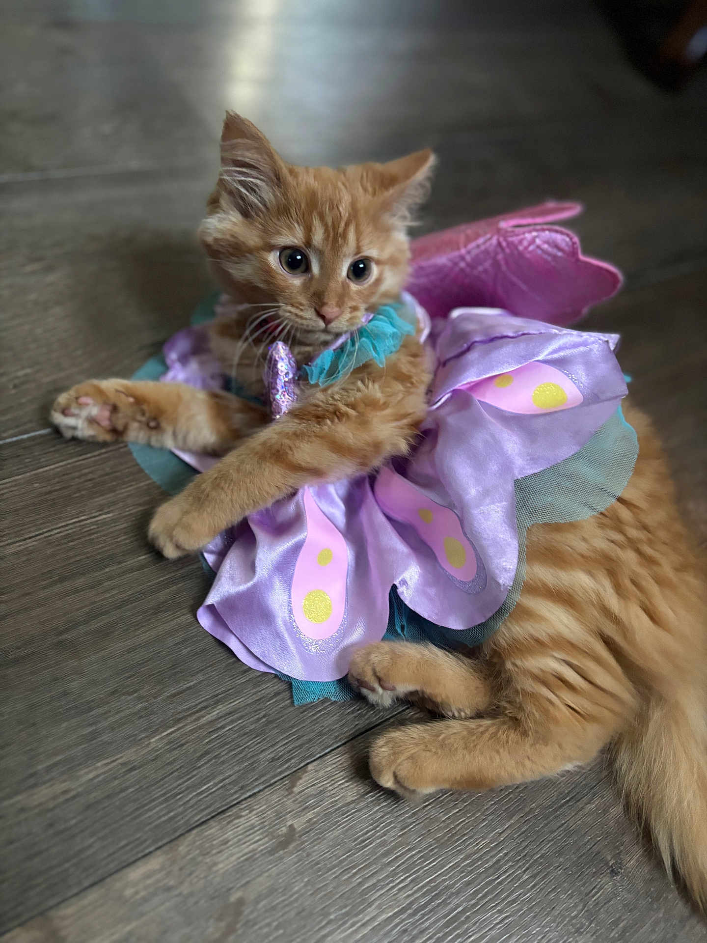 Kitty