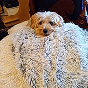 Ottis is registered to the contest to win money with this photo: animal, blanket, brown, comfort, cozy, curious, curtain, cute, dog, fluffy, fur, furniture, head, indoor, pet, relaxed, resting, small, soft, warm