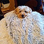 animal, blanket, brown, comfort, cozy, curious, curtain, cute, dog, fluffy, fur, furniture, head, indoor, pet, relaxed, resting, small, soft, warm
