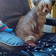 Ilang participe au concours pour gagner de l'argent avec cette photo : animal, blanket, chair, cozy, cute, dog, domestic, floor, fur, home, indoor, leather, long_hair, pet, plush_toy, relaxing, sitting, vintage, wallpaper, window_light